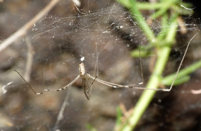 Holocnemus pluchei